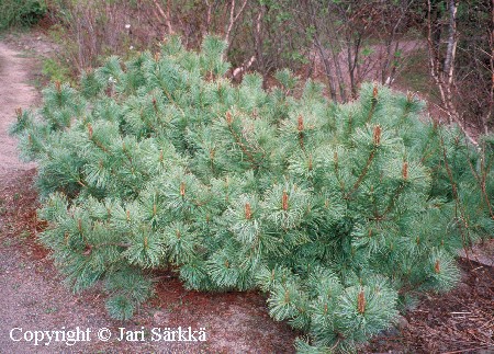 Pinus pumila 'Glauca'